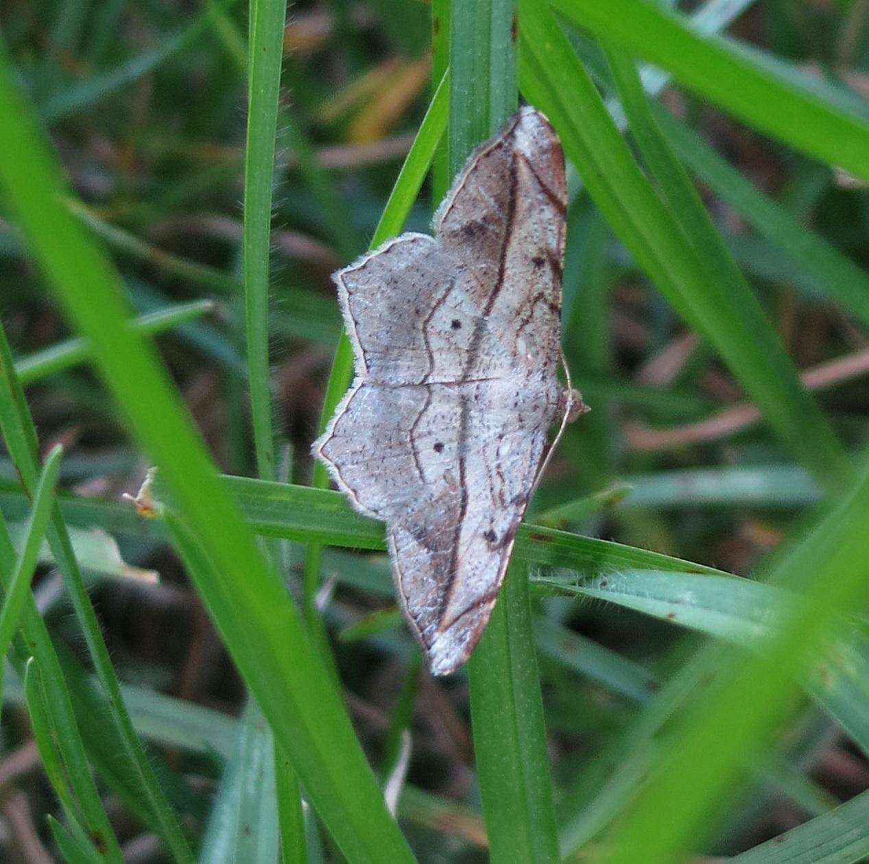 Image of <i>Chiasmia simplicilinea</i>