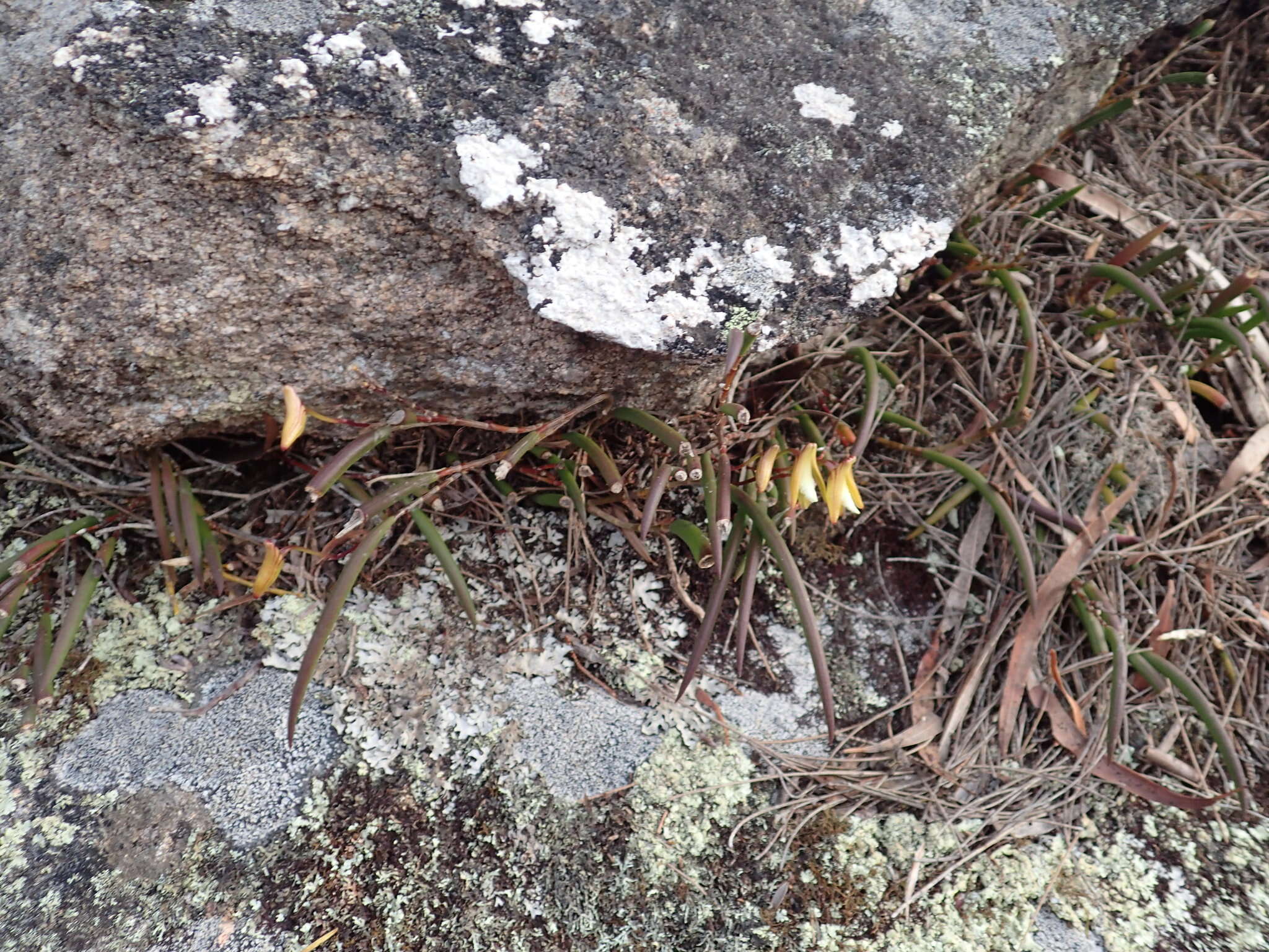 Dendrobium striolatum Rchb. fil. resmi