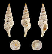 Image de Lophiotoma acuta (Perry 1811)