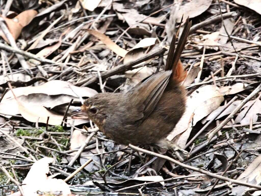 Image of Pycnoptilus Gould 1851