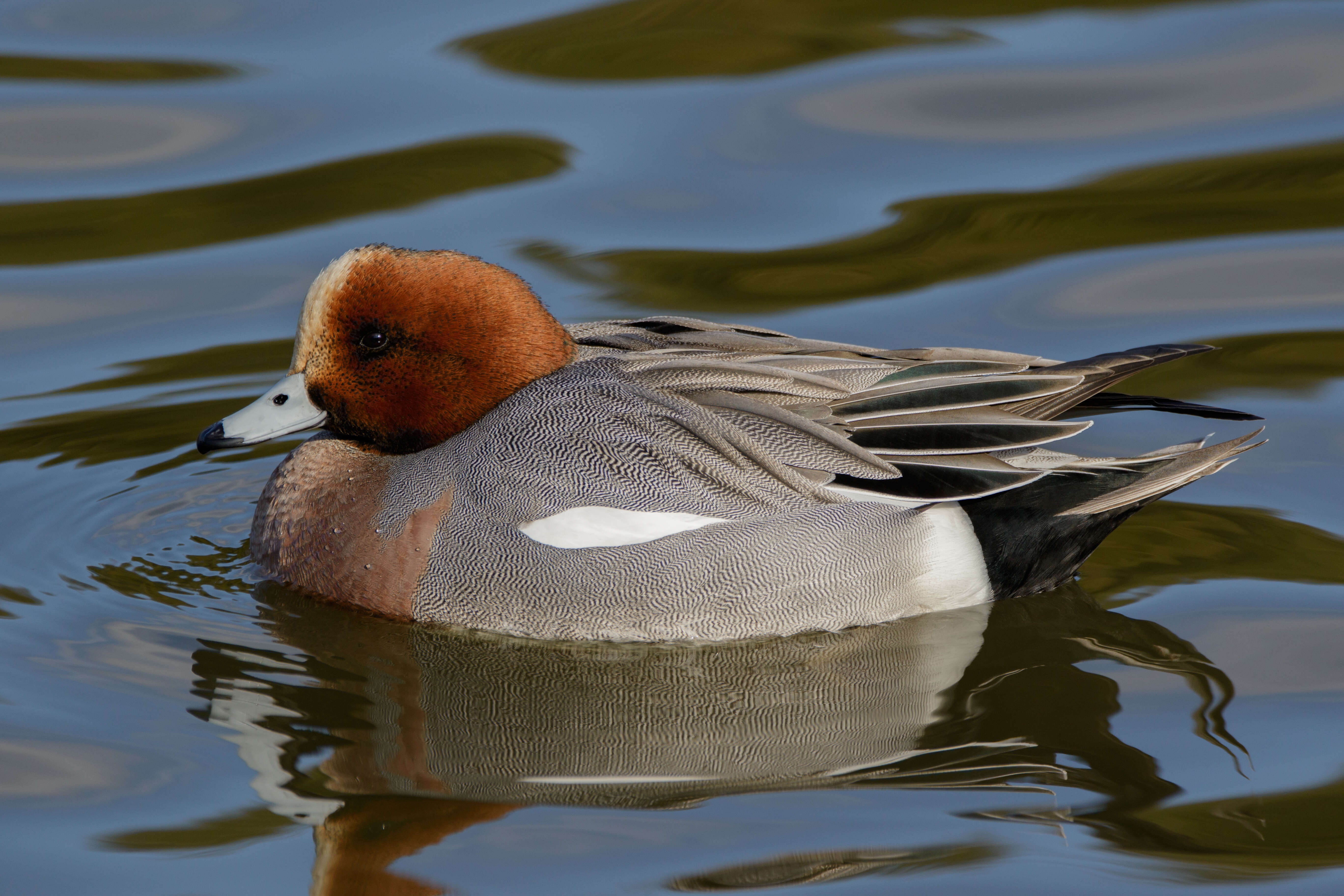 Image of Eurasian Wigeon