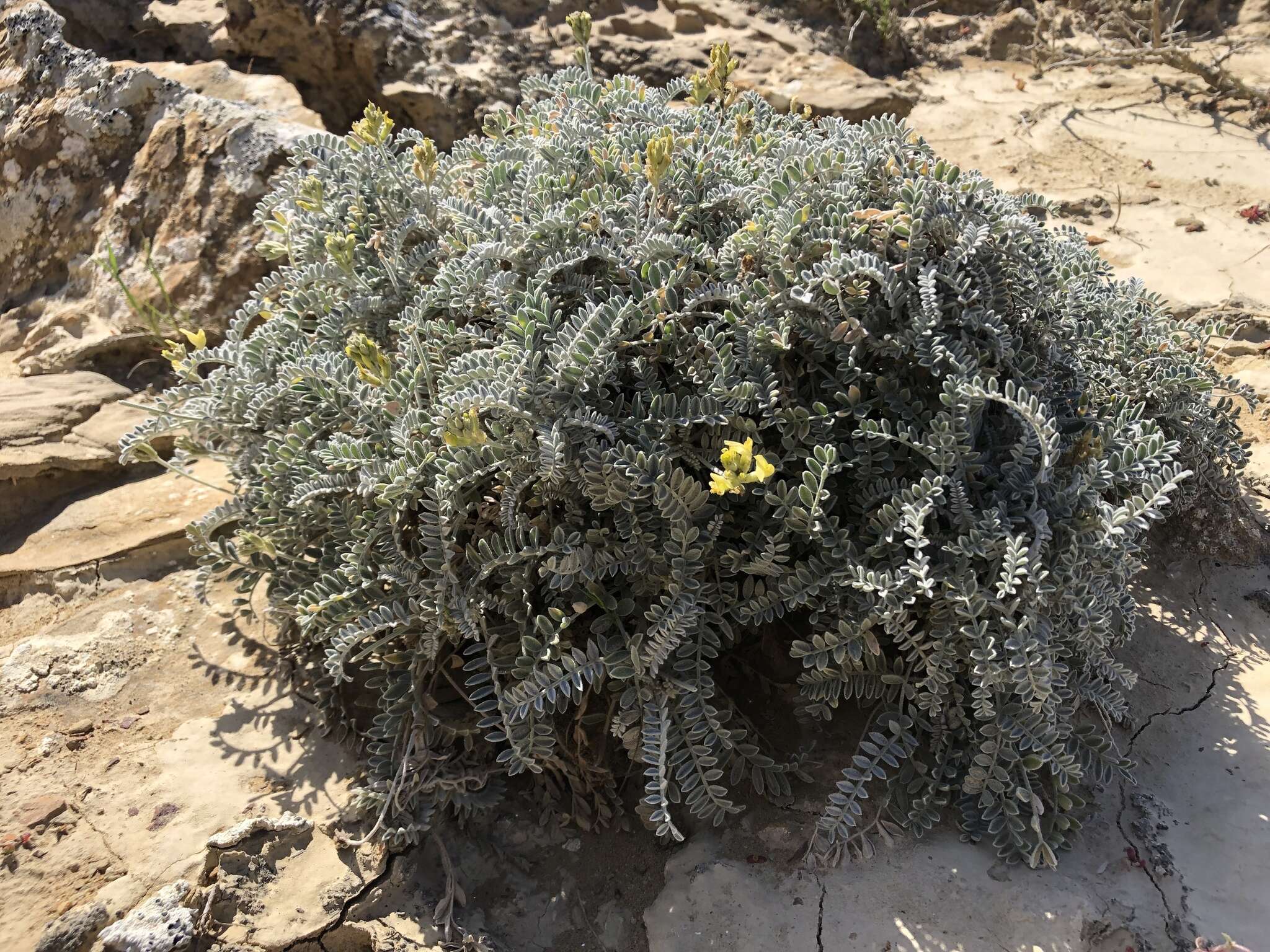 صورة Astragalus traskiae Eastw.