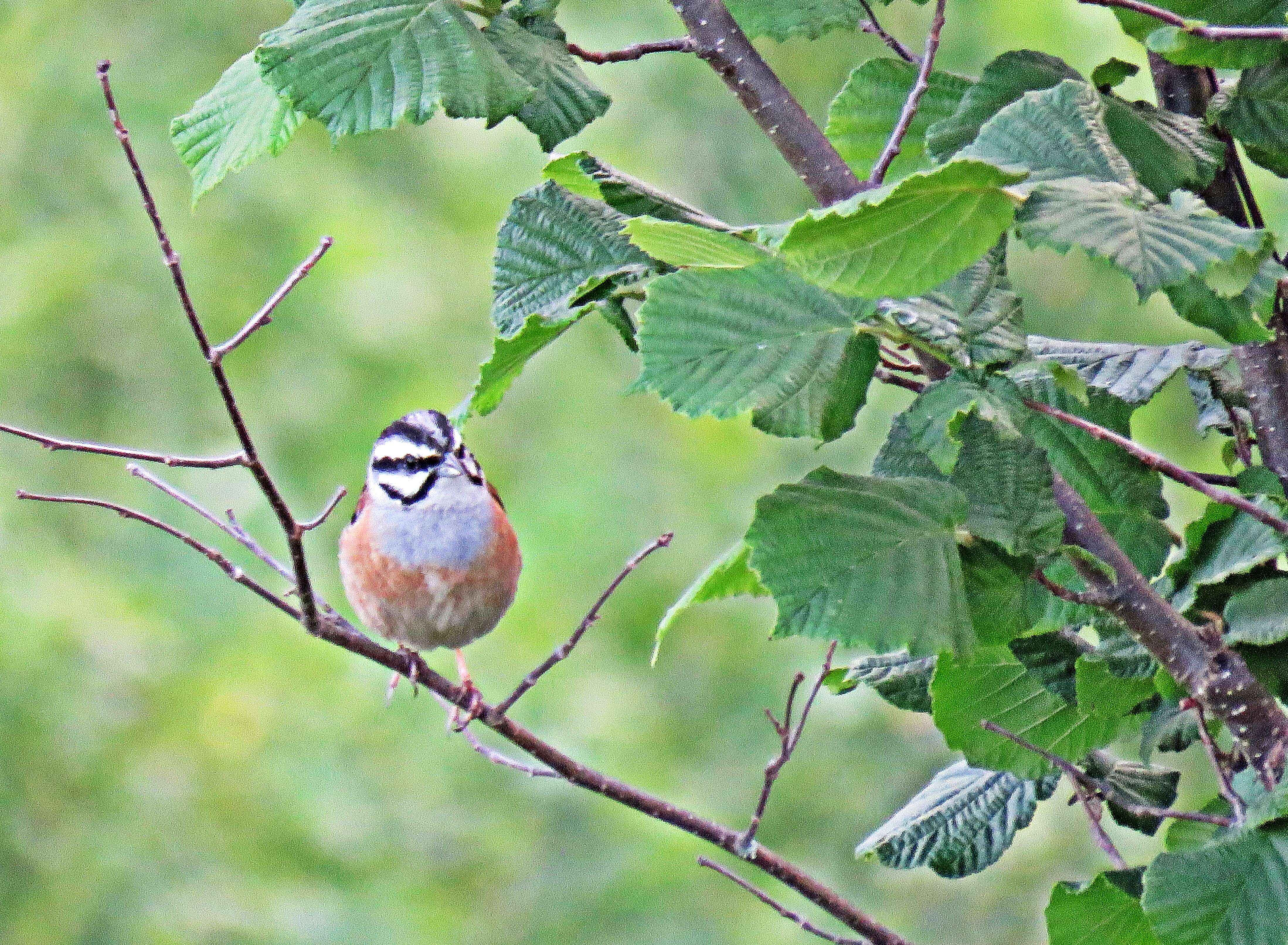 Image of European Rock Bunting