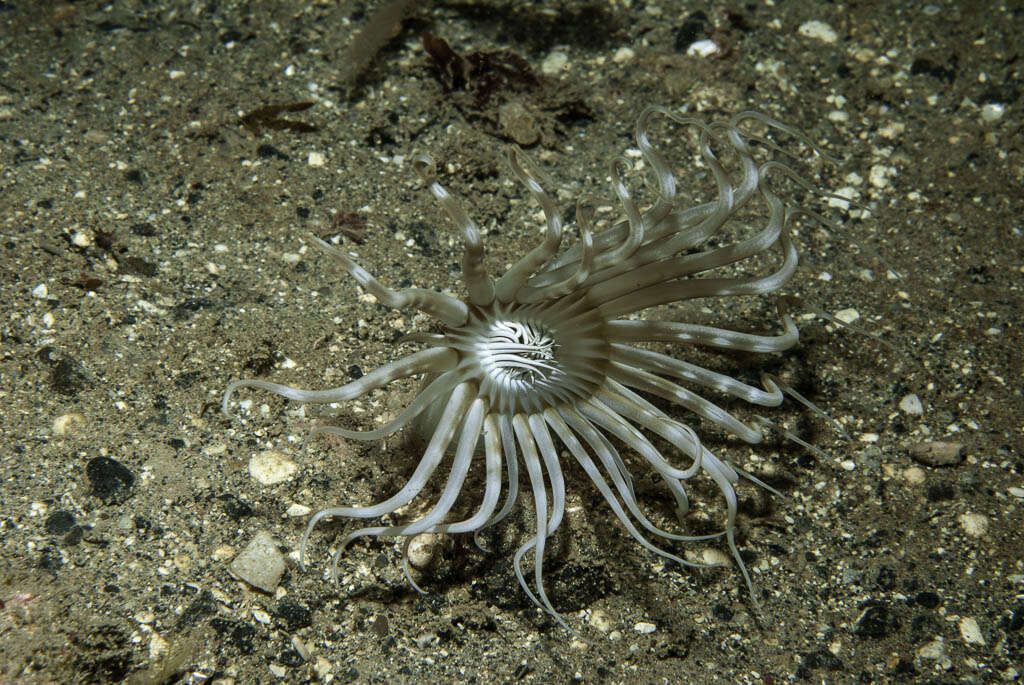 Image of ceriantharian anemones