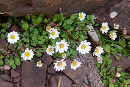 Image de Bellium fausse pâquerette