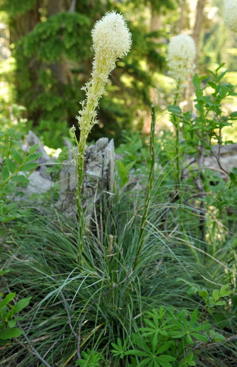 Image of Xerophyllum