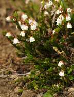 Image of western moss heather