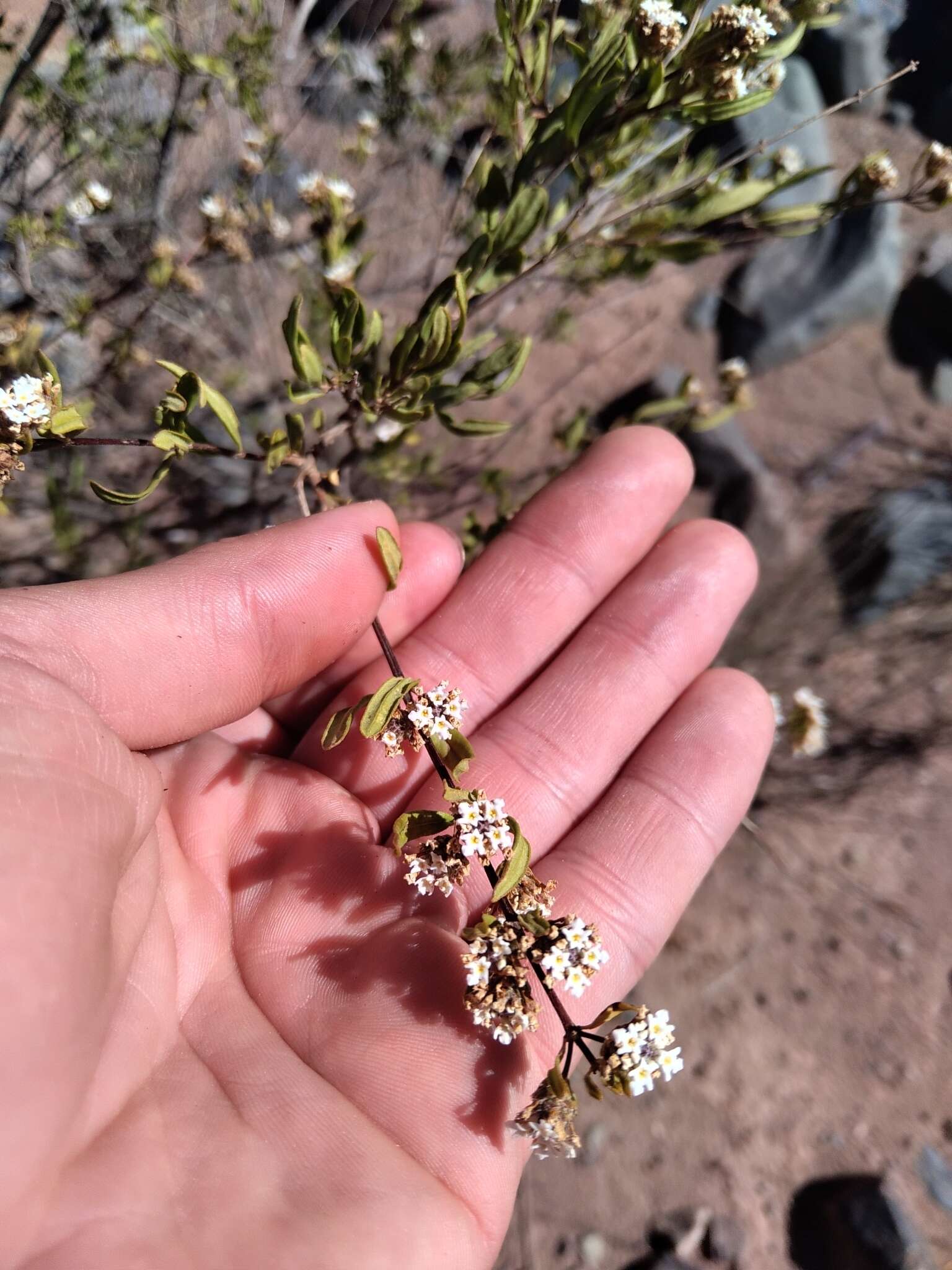 Plancia ëd Lippia integrifolia (Griseb.) Hieron.