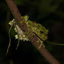 Image of Tonkin Bug-eyed Frog