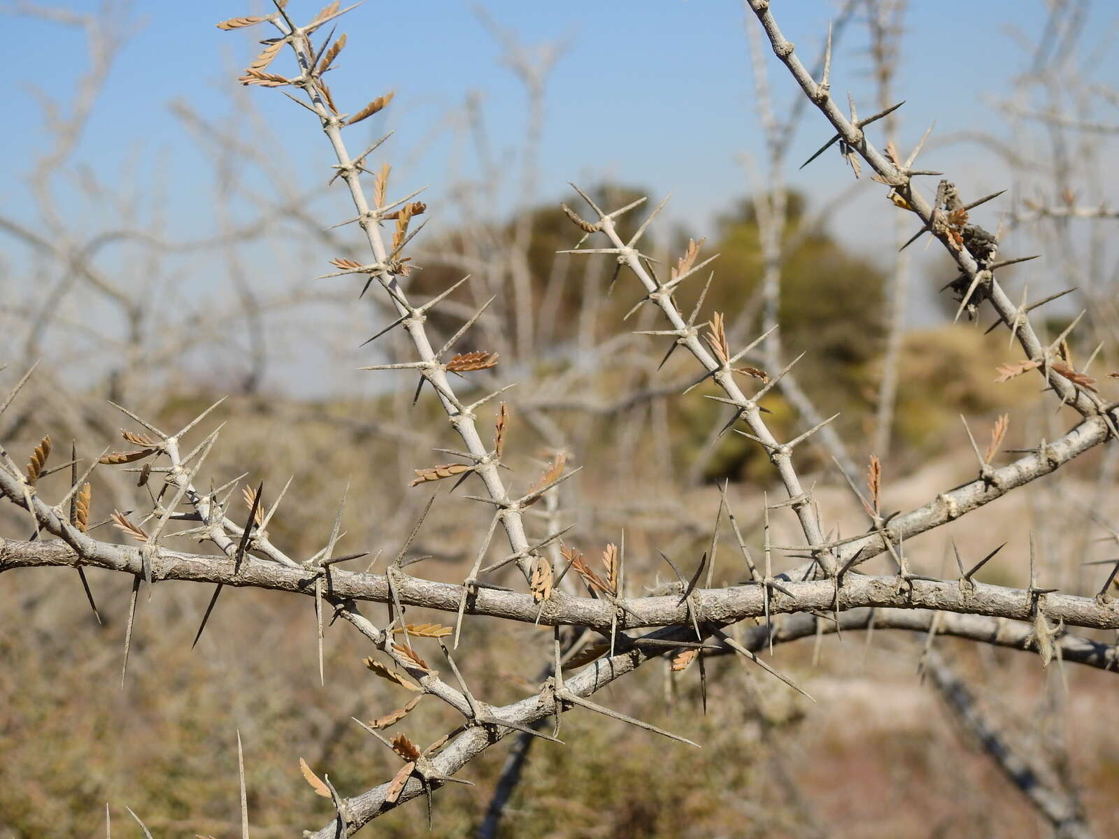 Image of Plectrocarpa tetracantha Gill.