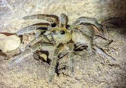 Image of Sandy Horned Baboon Tarantula