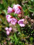 Image of pink mountainheath