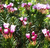 Image of pink mountainheath