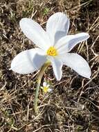 Image of Narcissus serotinus L.