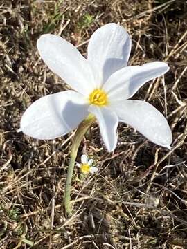 Image de Narcissus serotinus L.