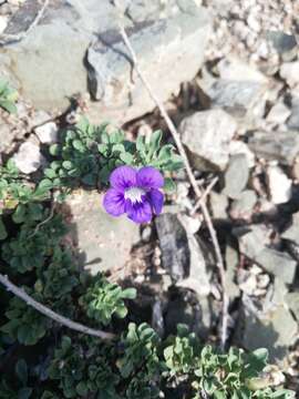 Image of Aptosimum procumbens (Lehm.) Burch. ex Steud.