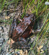 Image of California Red-legged Frog