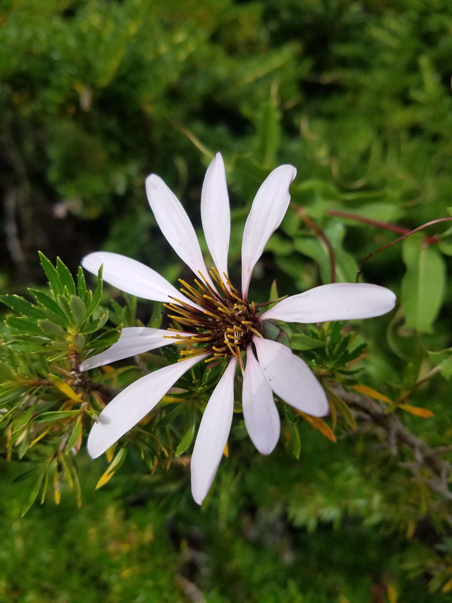 Image de Mutisia ilicifolia Cav.