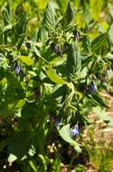 Image of tall bluebells