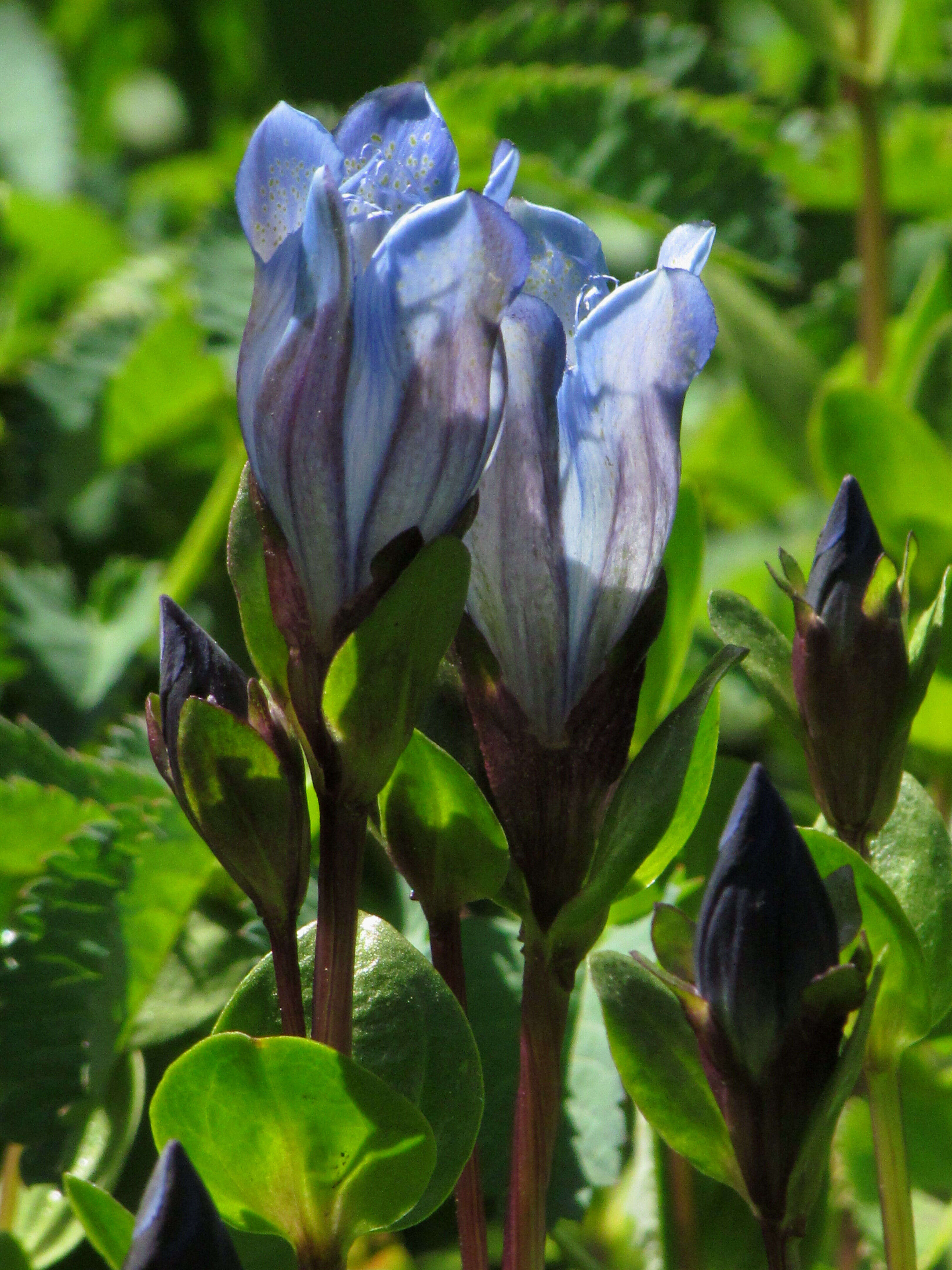 Image of Bog Gentian