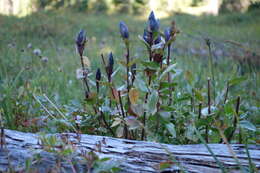 Image of Bog Gentian