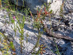 Image of Erica axillaris Thunb.