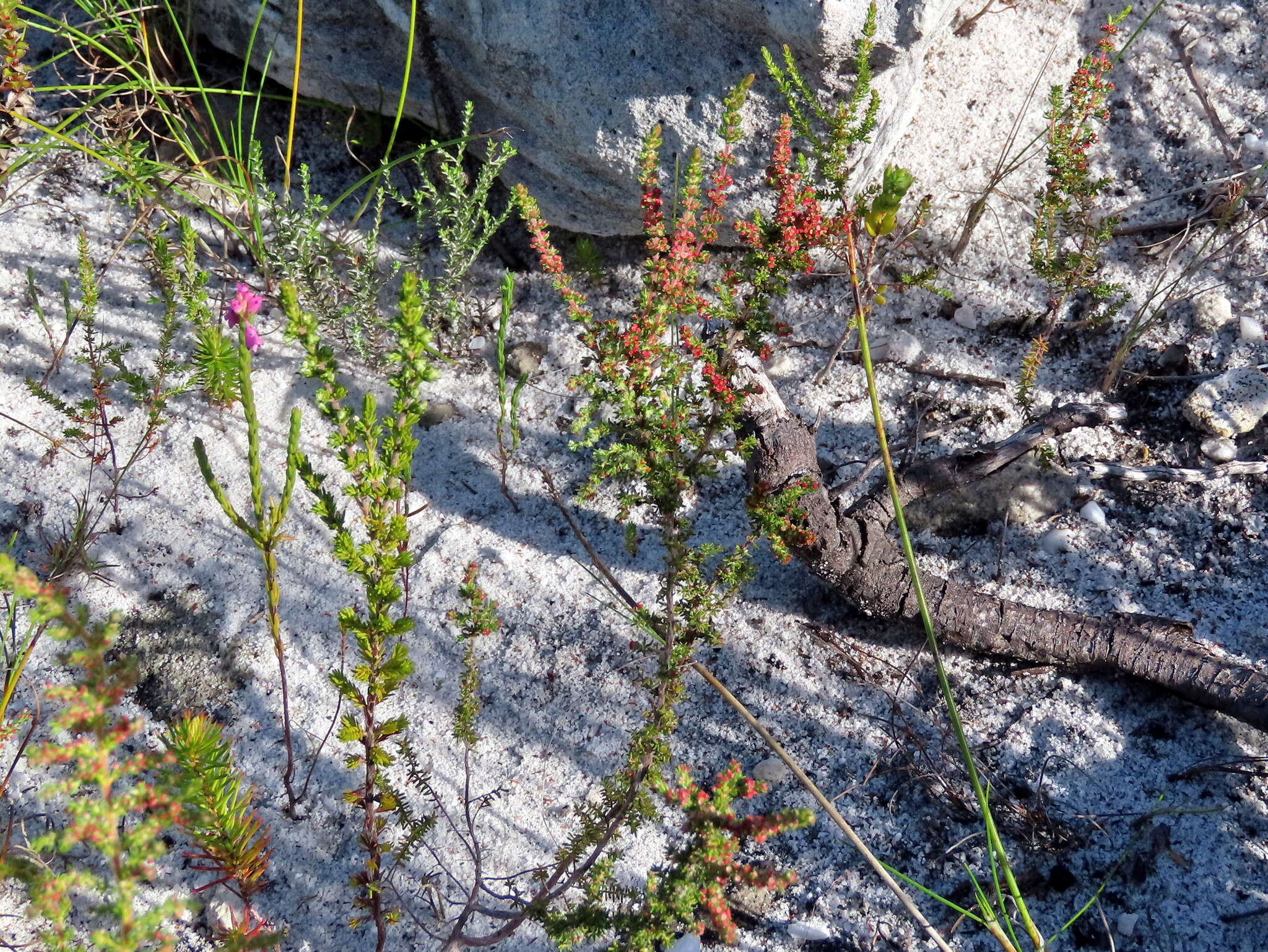 Image of Erica axillaris Thunb.