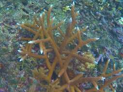 Image of Staghorn Coral