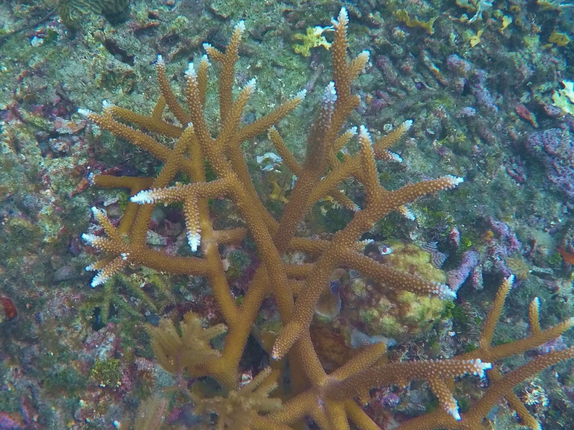 Image of Staghorn Coral