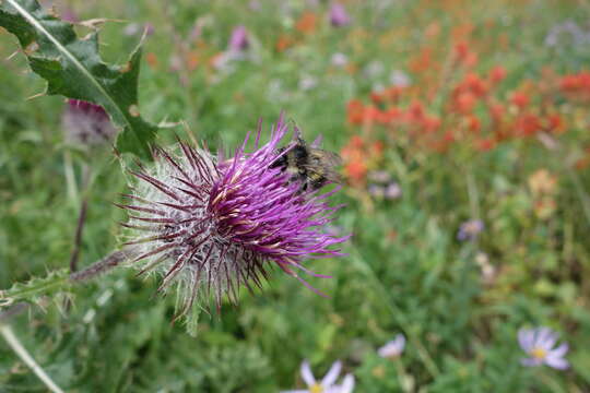 Image de Cirsium edule Nutt.