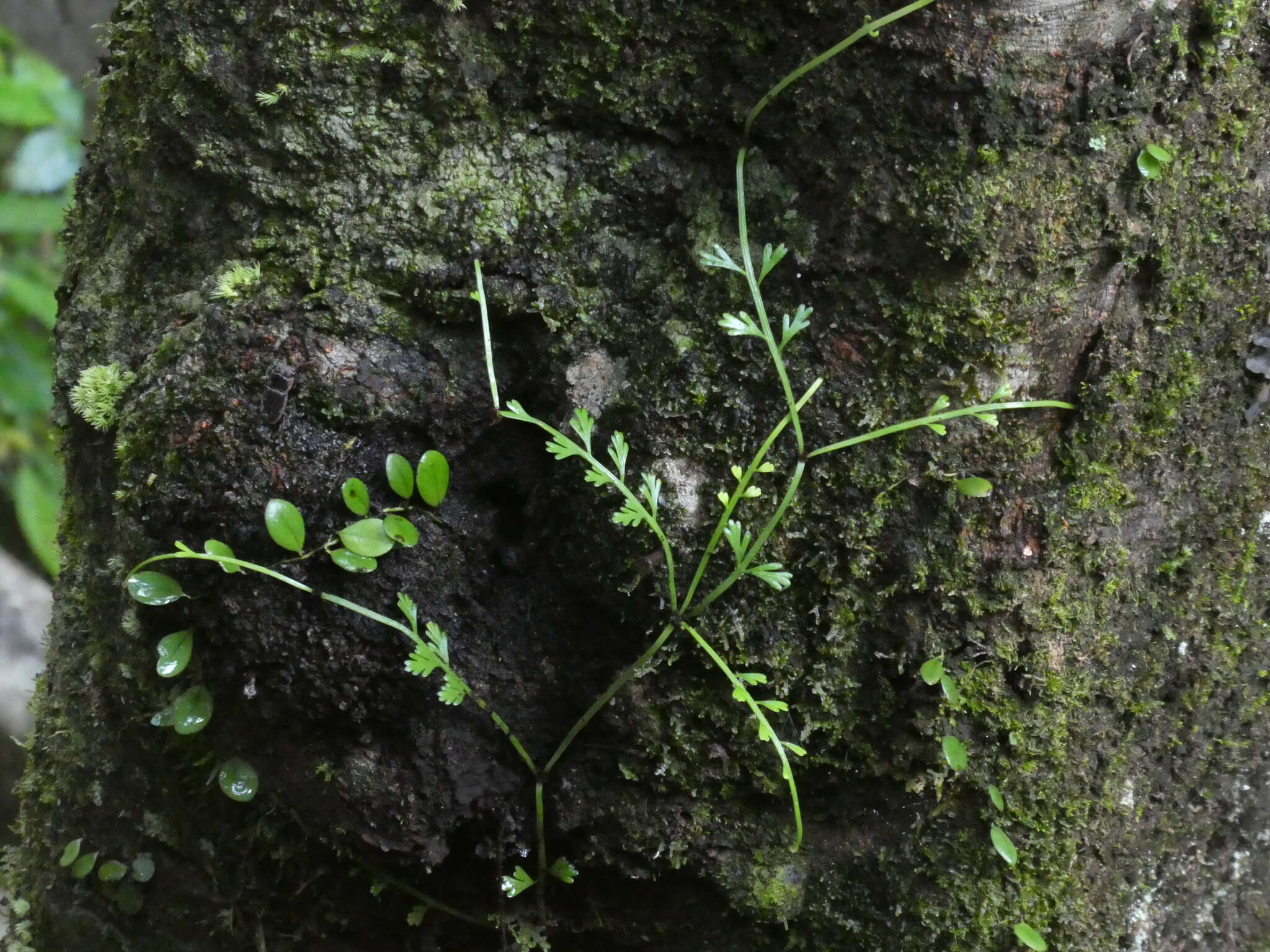 Image of Asplenium prolongatum Hook.