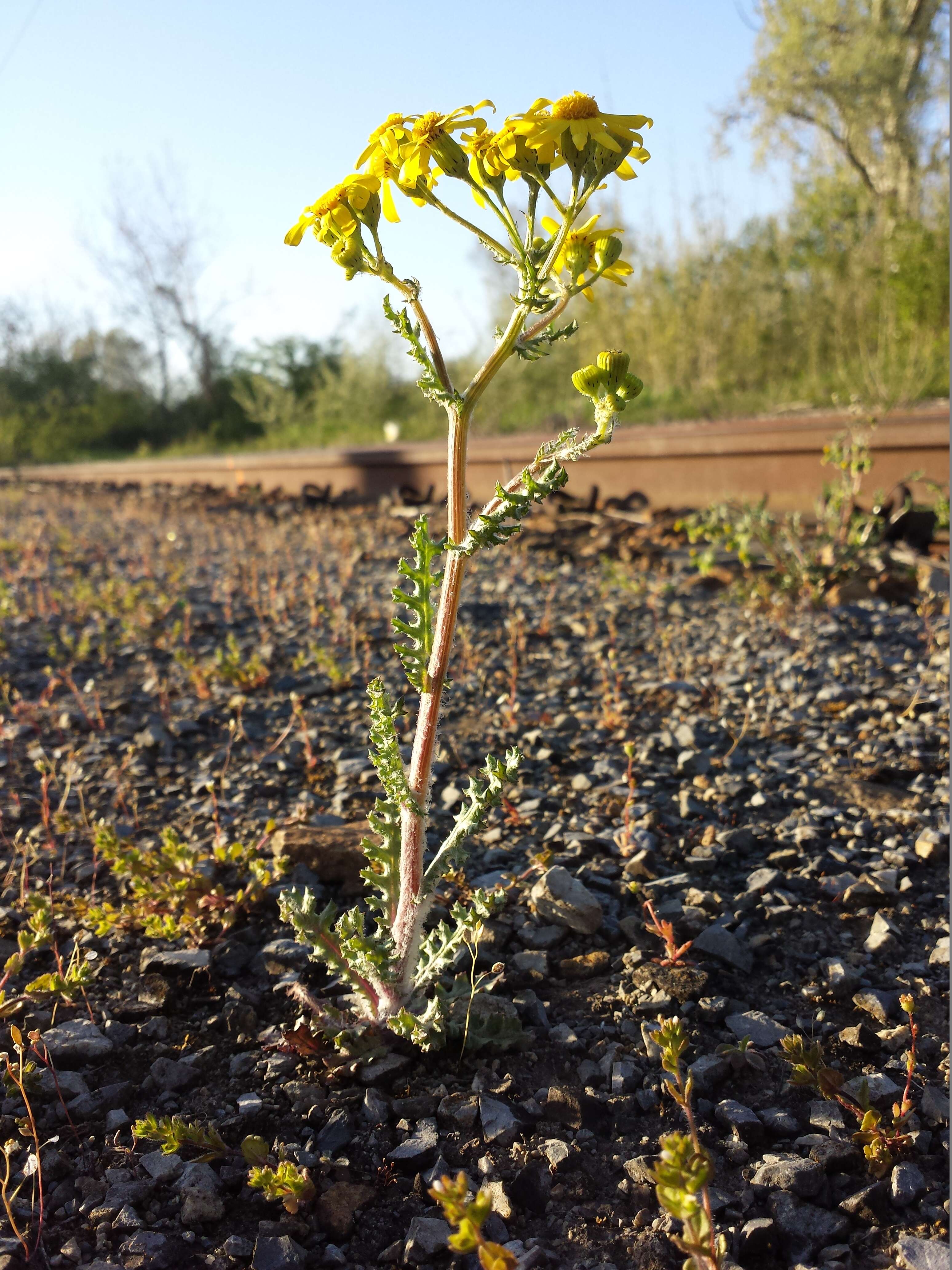 Image of eastern groundsel