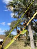 Image de Scleria lacustris C. Wright