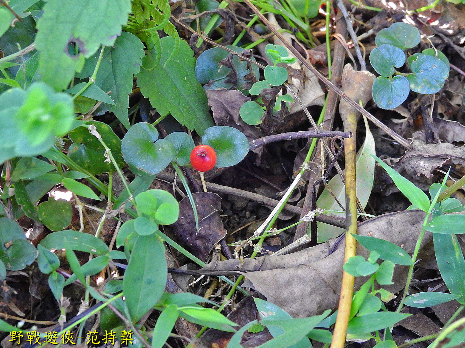 Image de Geophila repens (L.) I. M. Johnst.