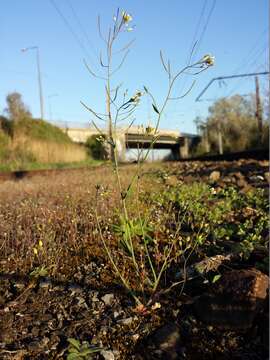 Image of Mouse-ear Cress