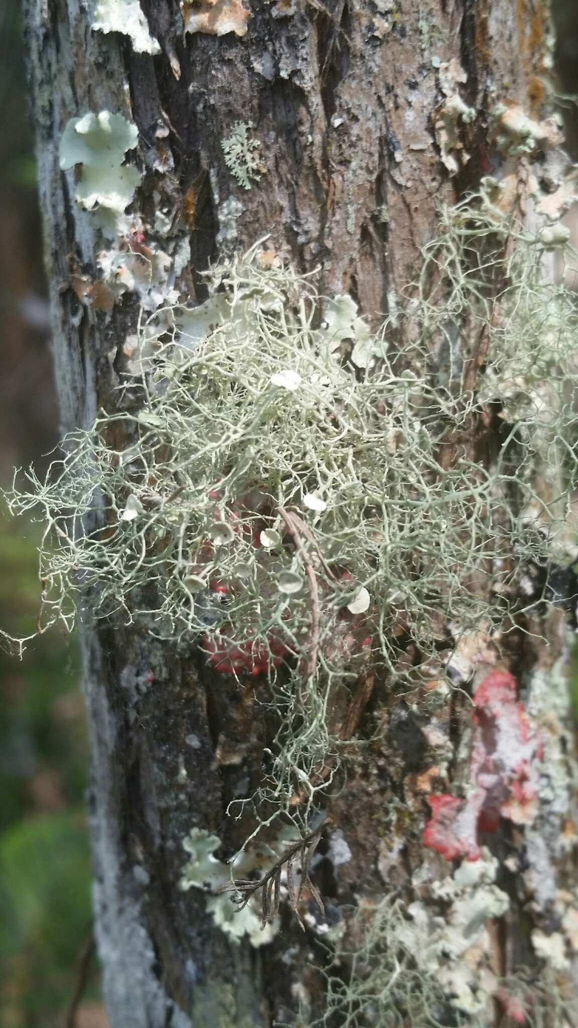 Imagem de Ramalina stenospora Müll. Arg.