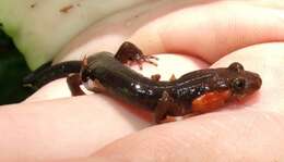 Image of Imitator Salamander