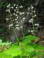 Image of threeleaf foamflower