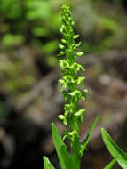 Image of Slender bog orchid