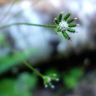 Image of American trailplant