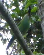 Image of Chestnut-tipped Toucanet