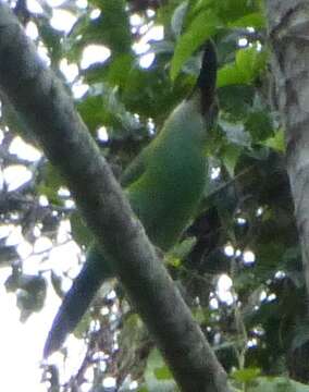 Image of Chestnut-tipped Toucanet