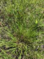 Image of starved panicgrass