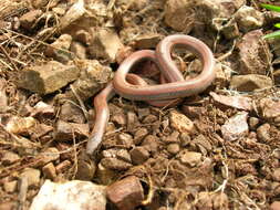 Image of Sharp-tailed Snake