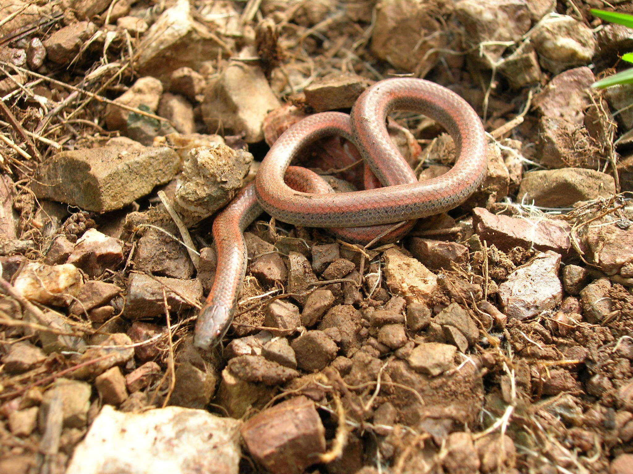 Image of Sharp-tailed Snake