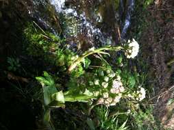 Image of arctic sweet coltsfoot