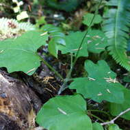 Image of American trailplant