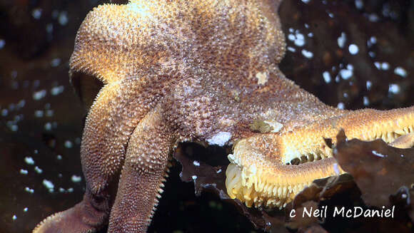 Image of Morning sun star