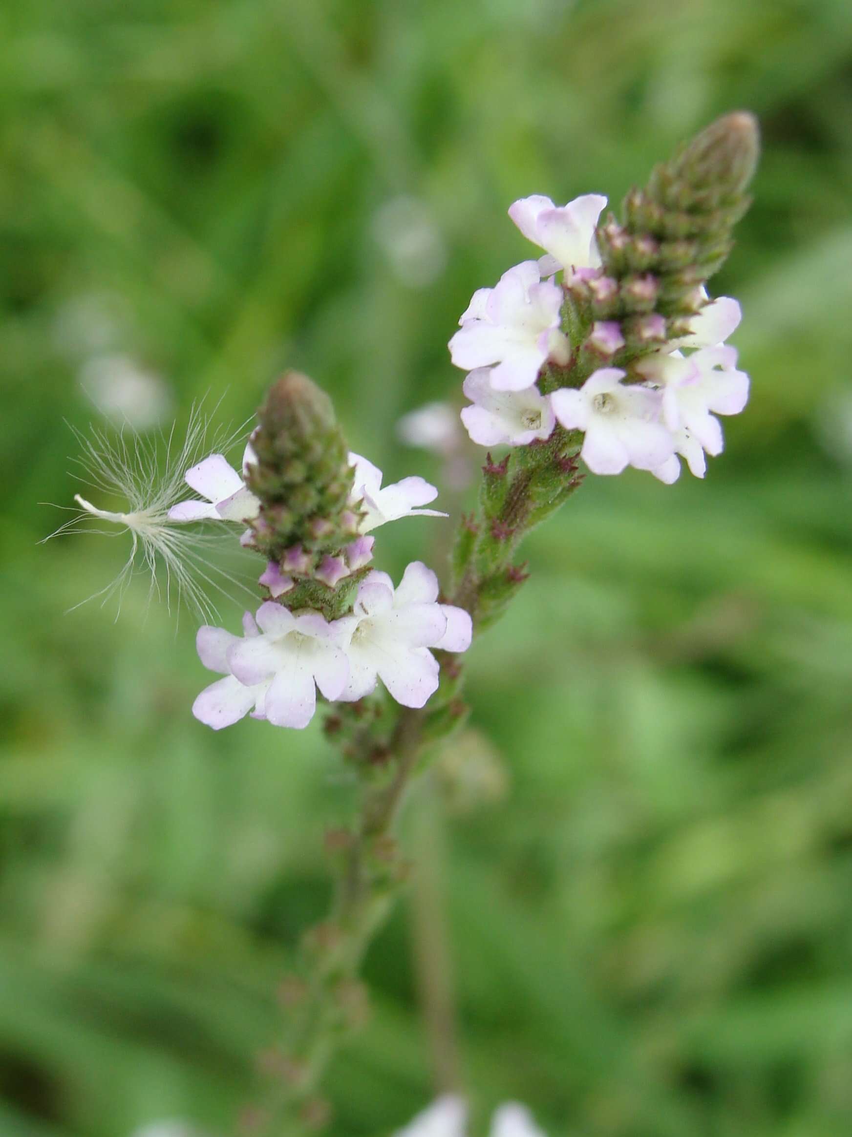 Image of herb of the cross