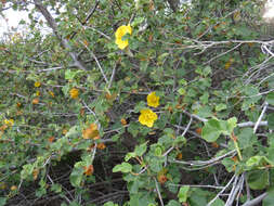 Sivun Fremontodendron californicum (Torr.) Coult. kuva